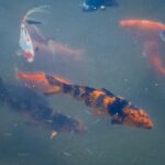 Texas Discovery Gardens General Admission - Practical Tips for Your Visit