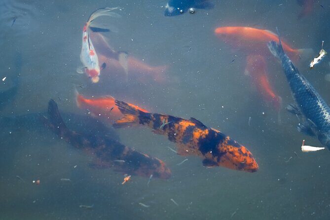 Texas Discovery Gardens General Admission - Practical Tips for Your Visit