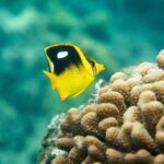 The Best Maui 3 Hour Molokini and Turtle Town Snorkel - Final Thoughts