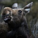 The Full Two Day Private Yellowstone Day Trips West Yellowstone - Who Should Consider This Tour?