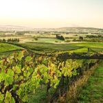 The Grape Vine - What Travelers Have Said