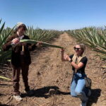 The Mezcal Journey - Exploring the Itinerary