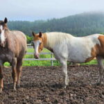 The Montagnarde: Guided horseback ride on mountain trails. - The itinerary in detail