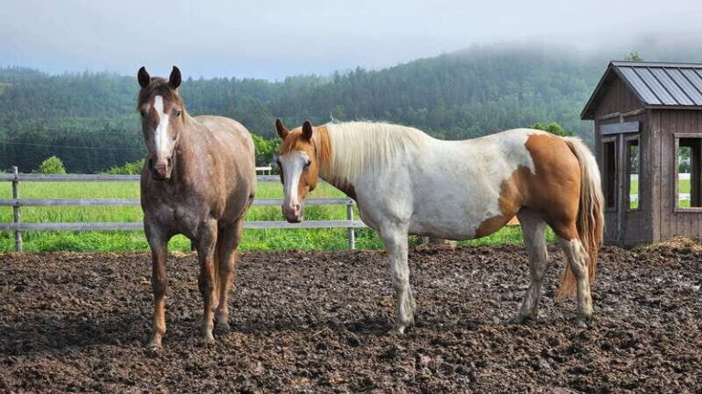 The Montagnarde: Guided horseback ride on mountain trails. - The itinerary in detail