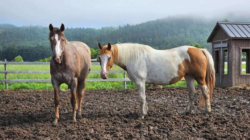 The Montagnarde: Guided horseback ride on mountain trails. - The itinerary in detail