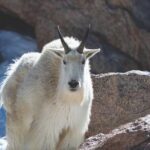The Premier Wildlife Tours in Rocky Mountain National Park - Who Should Book This Tour?