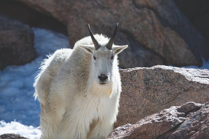 The Premier Wildlife Tours in Rocky Mountain National Park - Who Should Book This Tour?
