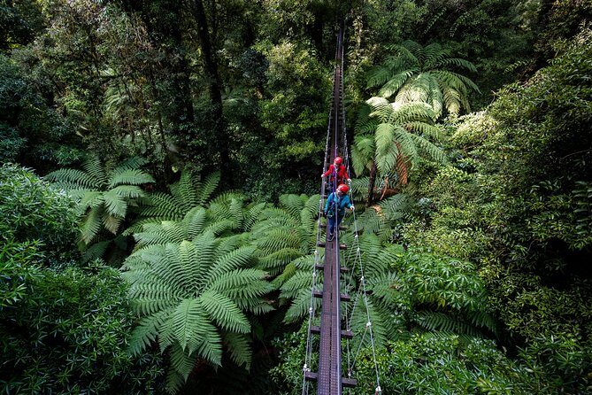 The Ultimate Canopy Zipline Experience Private Tour From Auckland - The Experience on the Ground