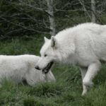Tidewater: White Wolf Sanctuary Tour and Presentation - Price and Value