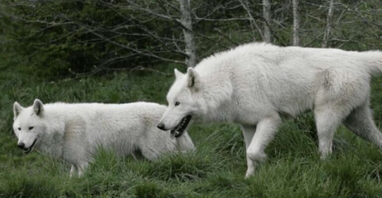 Tidewater: White Wolf Sanctuary Tour and Presentation - Price and Value