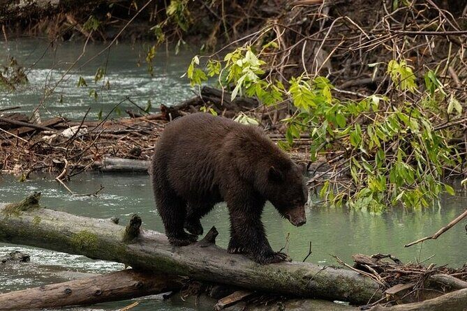 Toba Bears and Wilderness Grizzly Bear Viewing in Campbell River - Is the Price Worth It?