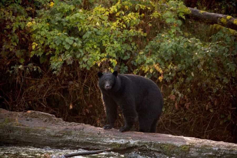 Tofino: Bear Watching Boat Tour with Nature Guide - Would We Recommend It?