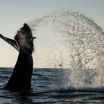 Tofino: Covered Boat Winter Wildlife Watching Tour - Final Thoughts