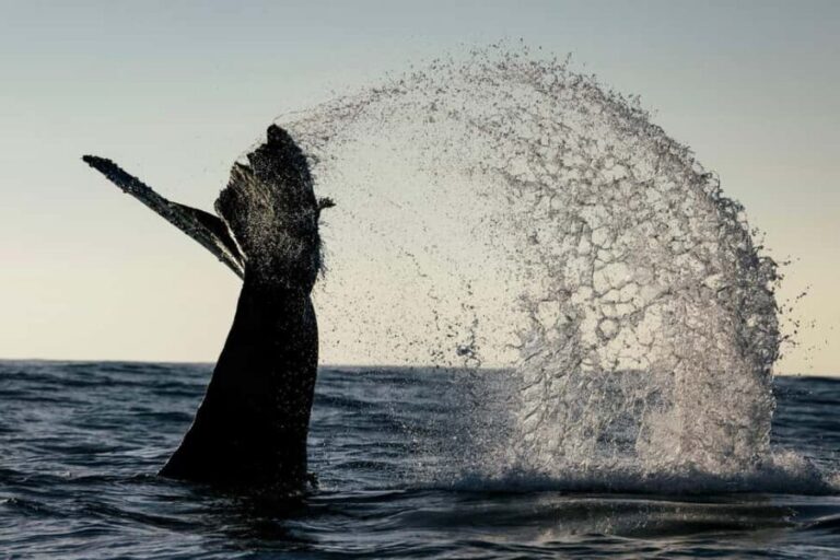 Tofino: Covered Boat Winter Wildlife Watching Tour - Final Thoughts