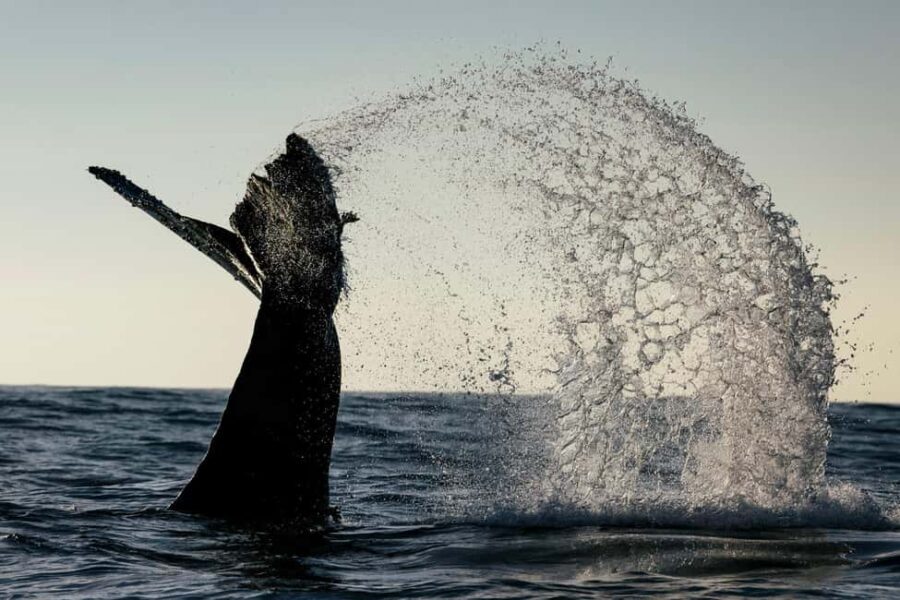 Tofino: Covered Boat Winter Wildlife Watching Tour - Final Thoughts