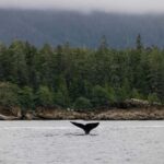 Tofino: Whale Watching Tour with Nature Guide - The Vessels and Comfort