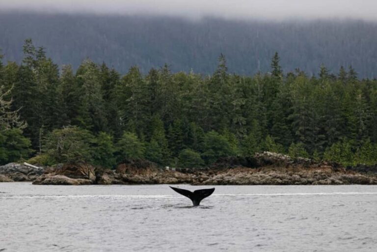 Tofino: Whale Watching Tour with Nature Guide - The Vessels and Comfort
