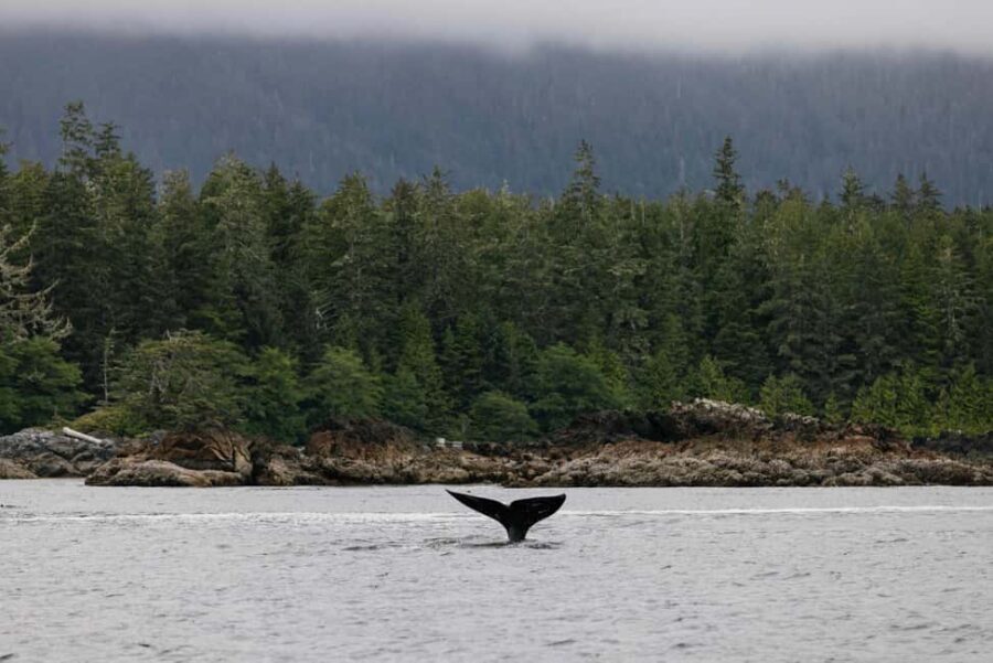 Tofino: Whale Watching Tour with Nature Guide - The Vessels and Comfort