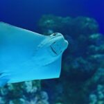 Tomb of the Pharaohs and Cairns Aquarium Combo - Practical Details and Tips