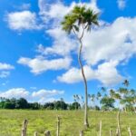 Tongatapu Island Tour - The Experience: What Travelers Say