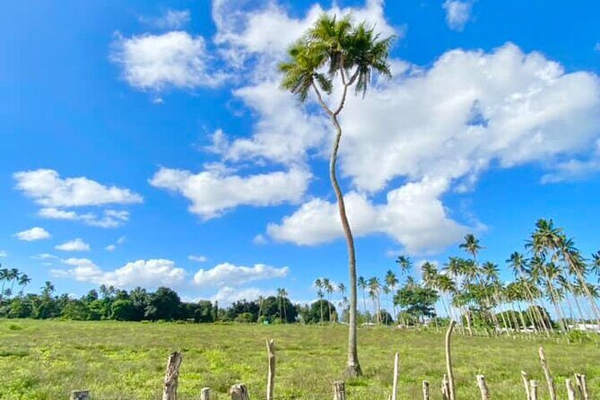 Tongatapu Island Tour - The Experience: What Travelers Say