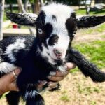 Toodle Tour in Port Hope Ontario - The Practicalities: What to Know