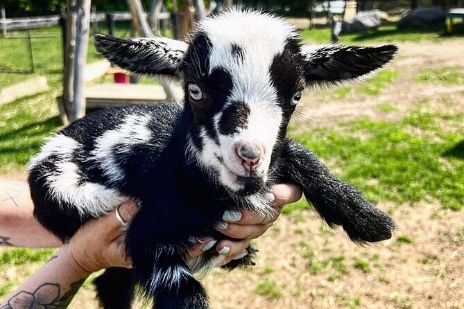 Toodle Tour in Port Hope Ontario - The Practicalities: What to Know