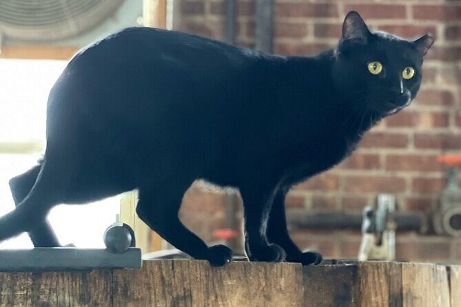 Top Shelf Distillery Tour - The Guides: Knowledge and Approachability