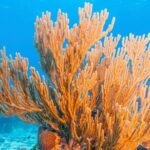 Top Snorkeling Experience in Puerto Morelos Reef - Final Thoughts: Is This Tour Right for You?