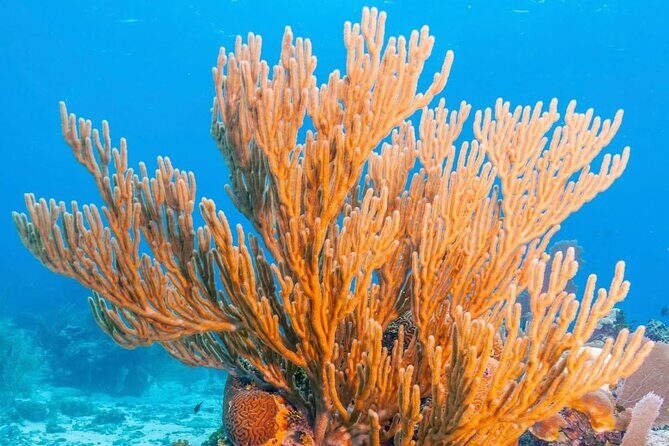 Top Snorkeling Experience in Puerto Morelos Reef - Final Thoughts: Is This Tour Right for You?