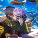 Toronto CityPASS®: Save up to 38% at 5 Top Attractions - The Value Factor