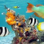 Tour Contoy Magic Island! Round Transportation From Cancun & Playa Del Carmen - The Bottom Line: Who Will Love This Tour?