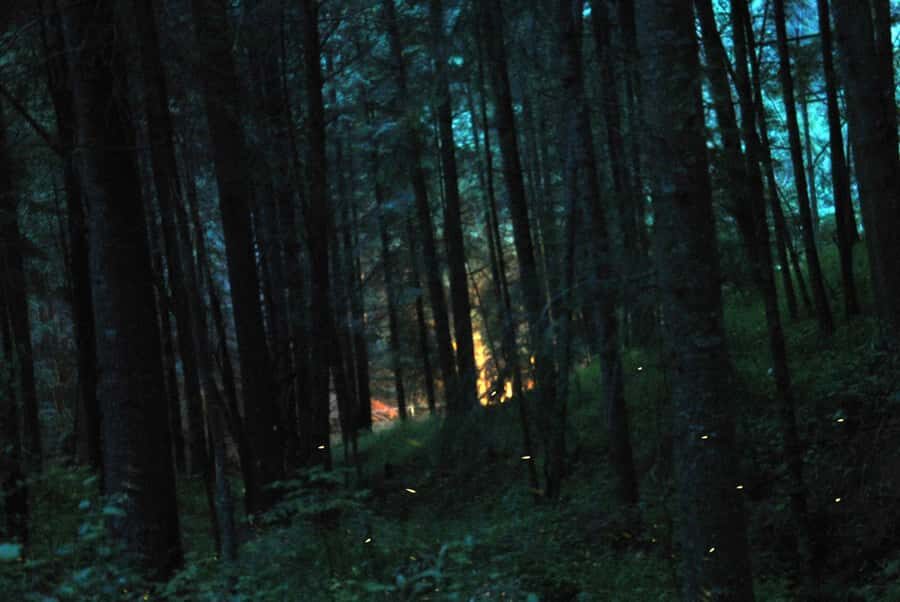 Tour of Tlaxcala and Sanctuary of the Fireflies - Practical Tips for Making the Most of the Tour