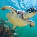 Tour to Tulum and Cenote Swimming with Turtles from Tulum - The Real Experience: What Travelers Are Saying