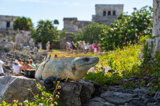 Tour tulum, coba, cenote, and playa del carmén 4x1 - The Bottom Line