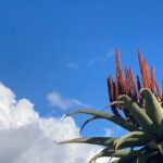 Tours of Santa Barbara - FAQs