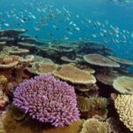 Townsville & Magnetic Island: MOUA & Reef Snorkel Experience - The Museum of Underwater Art (MoUA) – A First-of-Its-Kind Experience