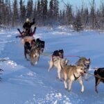 Traditional Dog Sledding Adventure in Yellowknife - The Practical Side: Logistics and Details