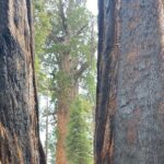 Transformative Outdoor Day Retreat Among the Giant Sequoias - Final Thoughts: Who Should Consider This Tour?