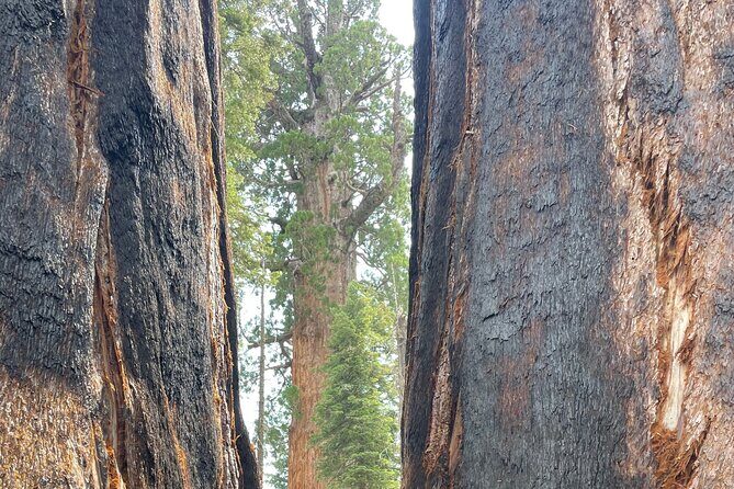 Transformative Outdoor Day Retreat Among the Giant Sequoias - Final Thoughts: Who Should Consider This Tour?