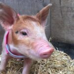 Trevena Glen 1hr Animal Tour - The Experience Value