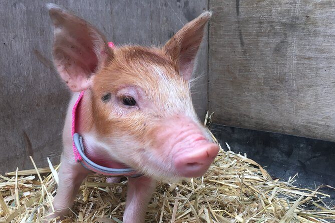 Trevena Glen 1hr Animal Tour - The Experience Value