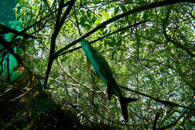 Try dive in beautiful Casa cenote for 2 people - Why This Tour Is Special