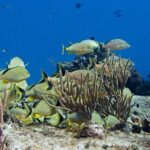 Try dive in Cozumel island - Who Is This Tour Best Suited For?
