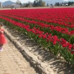 TULIP Festival @ Skagit Valley, La Conner & Deception Pass in SUV - What Travelers Can Expect