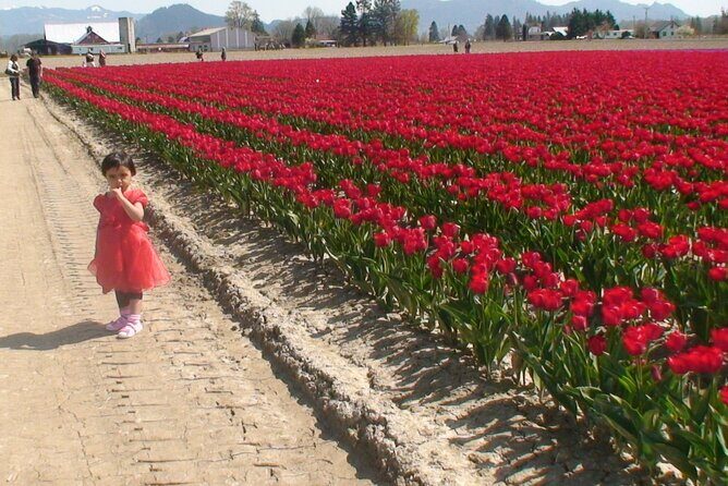 TULIP Festival @ Skagit Valley, La Conner & Deception Pass in SUV - What Travelers Can Expect