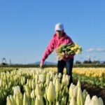 Tulip Valley Farms U Pick Experience - A Deep Dive Into the Tulip Valley Farms U-Pick Experience