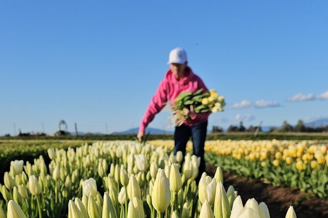 Tulip Valley Farms U Pick Experience - A Deep Dive Into the Tulip Valley Farms U-Pick Experience