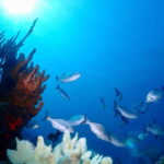 Tulum: 2 Tank Reef Diving - Who Should Consider This Tour?
