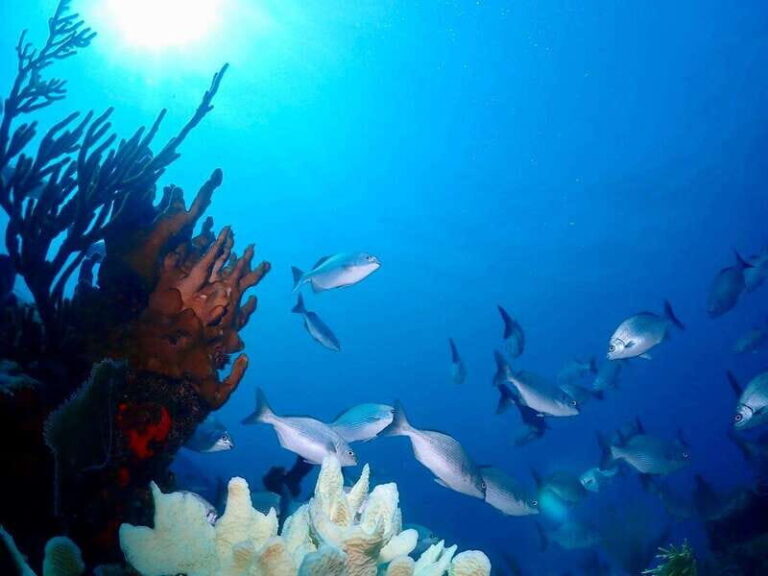 Tulum: 2 Tank Reef Diving - Who Should Consider This Tour?